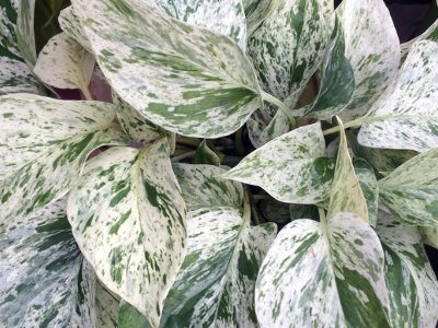 pothos snow queen