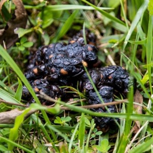 Are Raccoons Dangerous raccoon feces