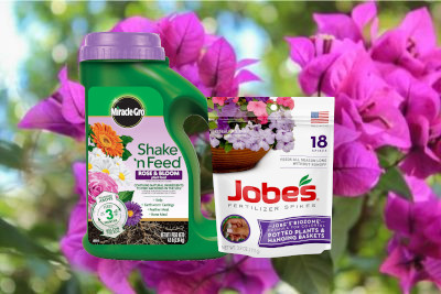 Best Bougainvillea Fertilizers