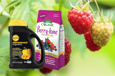 Best Raspberry Fertilizer