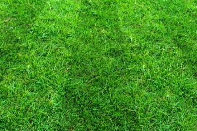 Greener Lawn