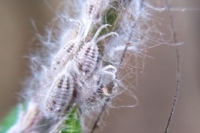 Little Tiny White Bugs In Houseplant Soil