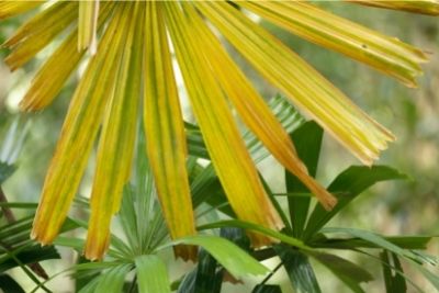 Palm Tree Leaves Turning Yellow