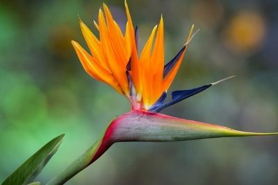 Is Bird of Paradise Toxic to Cats