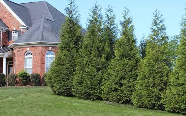 Thuja Green Giant Tree