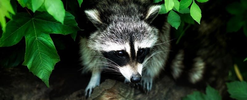 are raccoons nocturnal