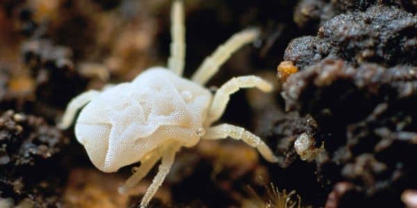 soil mites