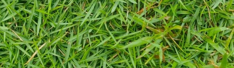 zoysia grass growing thicker.