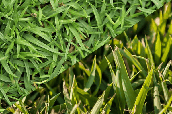 Bermuda Vs Centipede Grass.