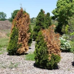 Evergreen winter burn