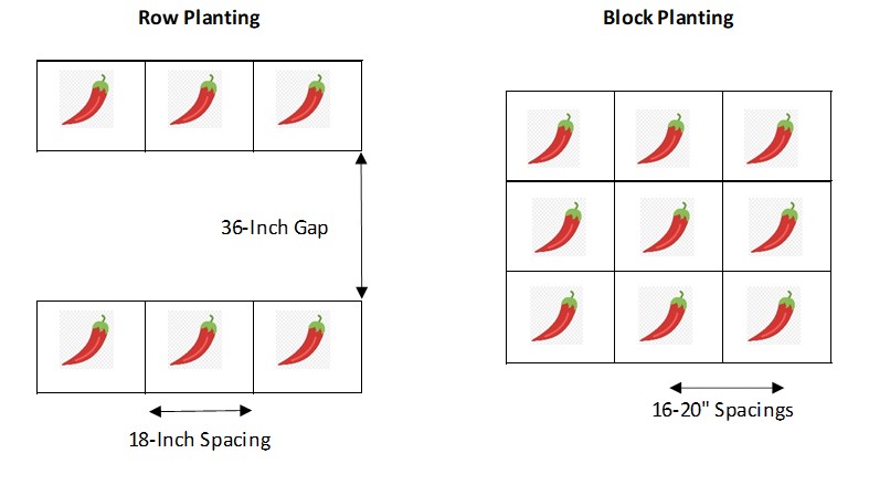 How Far Apart To Plant Peppers