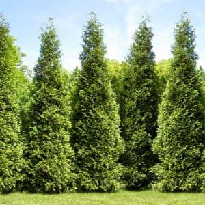 Thuja Green Giant Evergreen