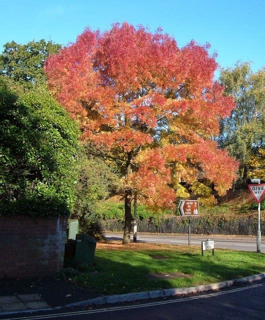 autum purple ash tree
