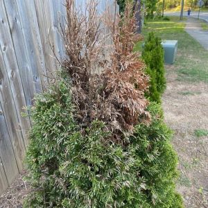 evergreen drought damage