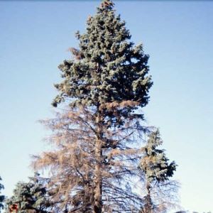 fungal disease on evergreen