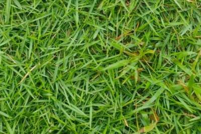 how to make zoysia grass spread