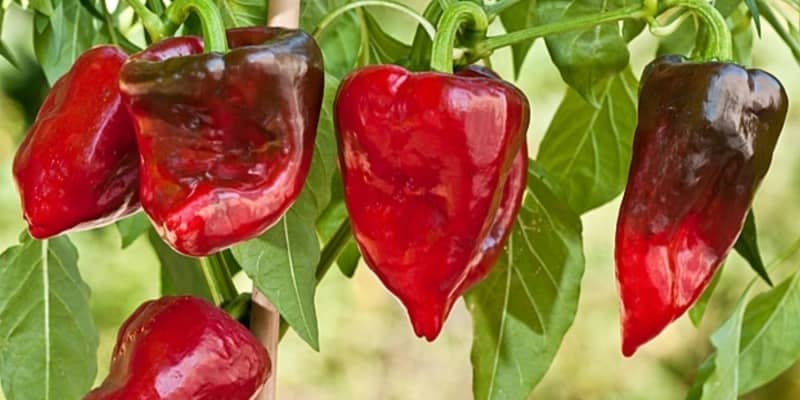 red pablano peppers.