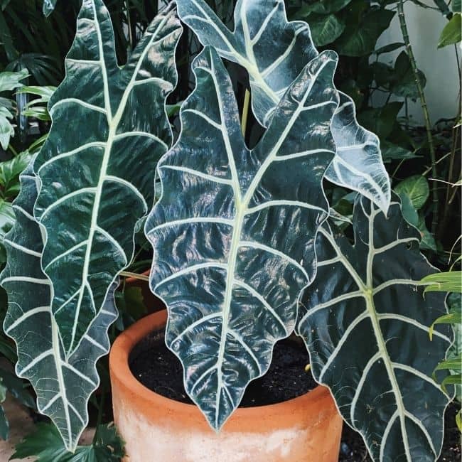 Alocasia Amazonica