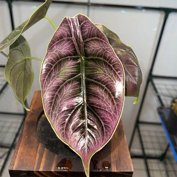 Alocasia Azlanii.main