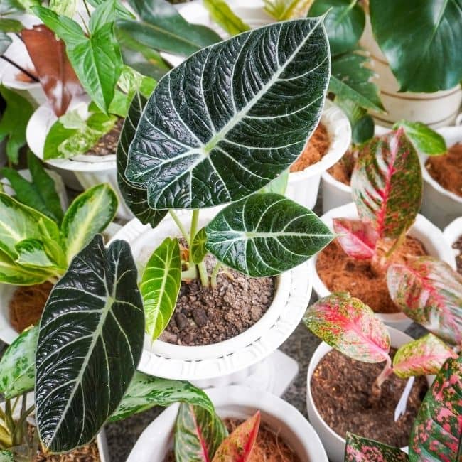 Alocasia Black Velvet v2