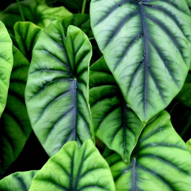 Alocasia Cuprea plant