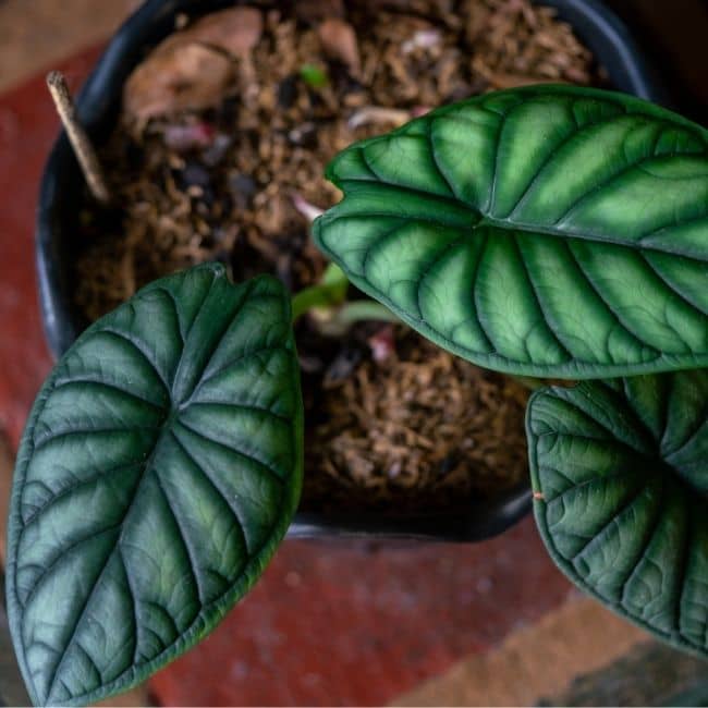 Alocasia baginda Dragon Scale