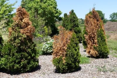 Arborvitae Turning Brown.
