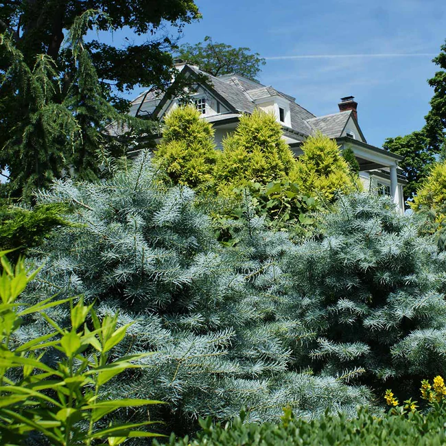 Blue Cloak White Fir