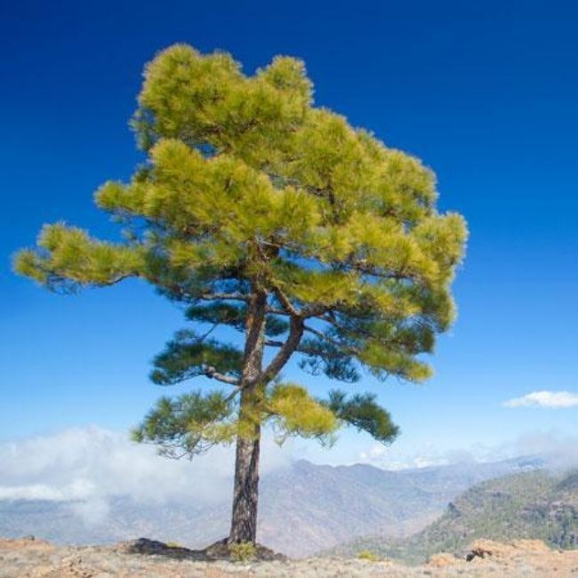 Canary Island Pine