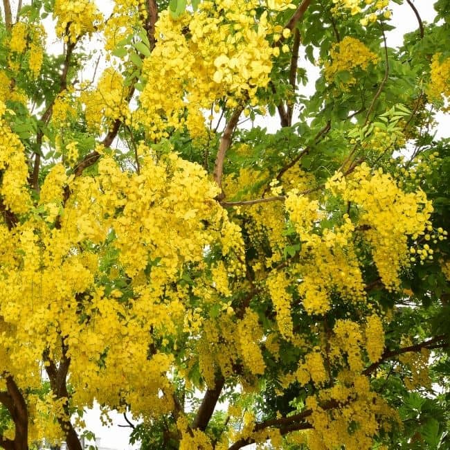 Cassia Tree