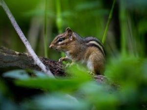 Chipmunk