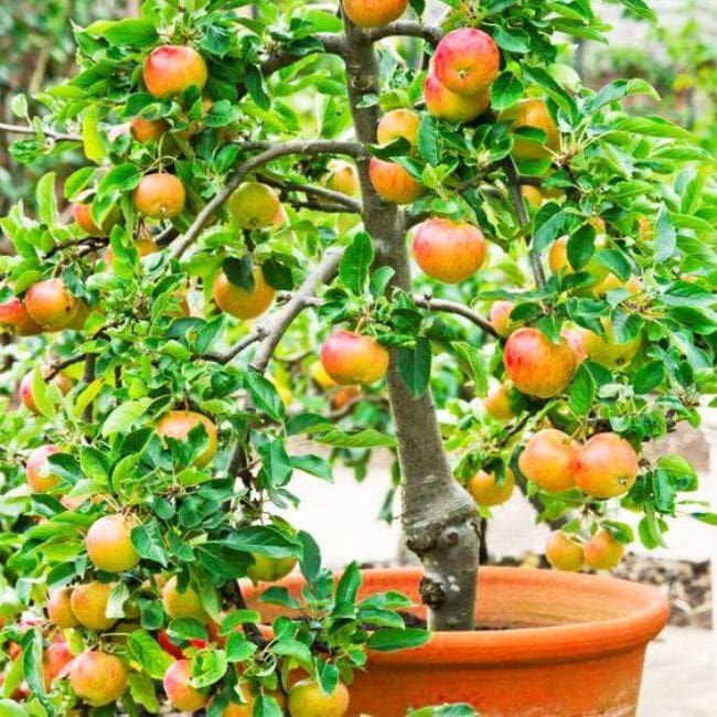 Dwarf Apple Trees