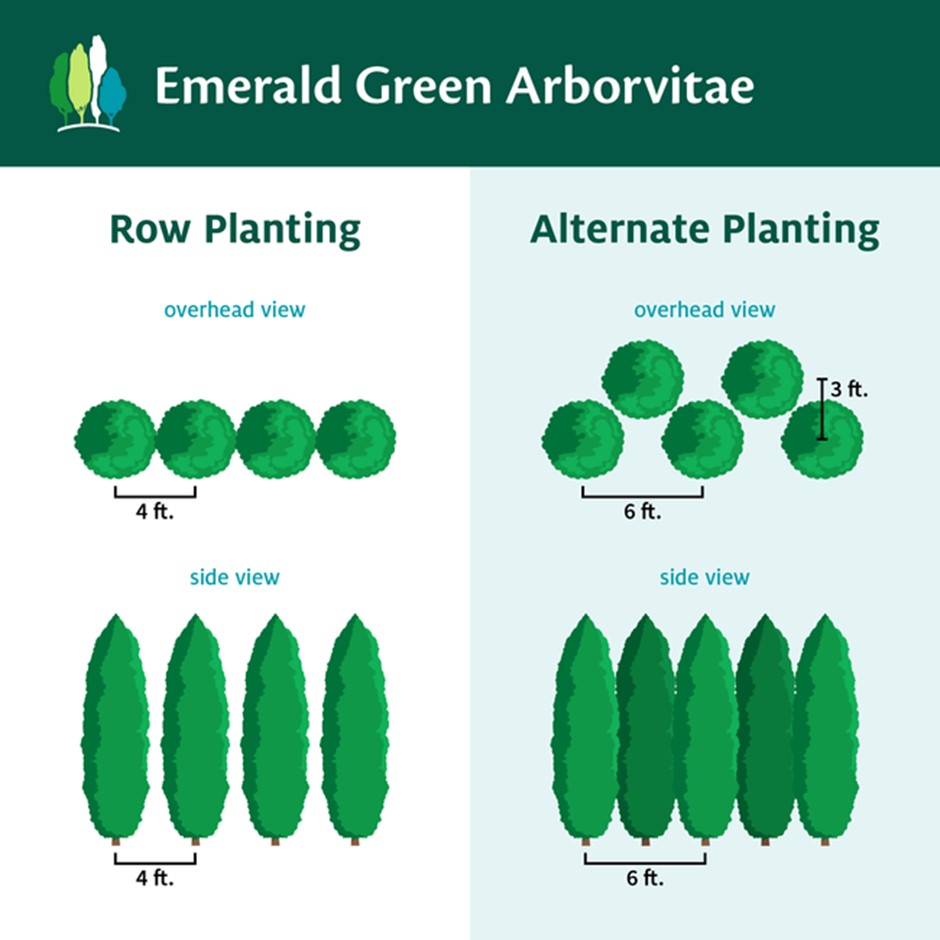 Emerald Green Arborvitae Spacing