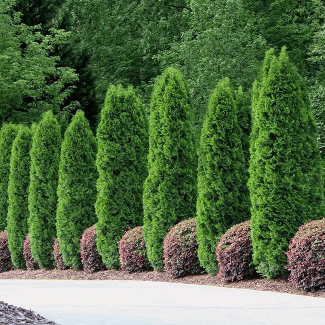 Emerald Green Arborvitae growth rate
