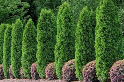 Emerald Green Arborvitae Spacing_main.