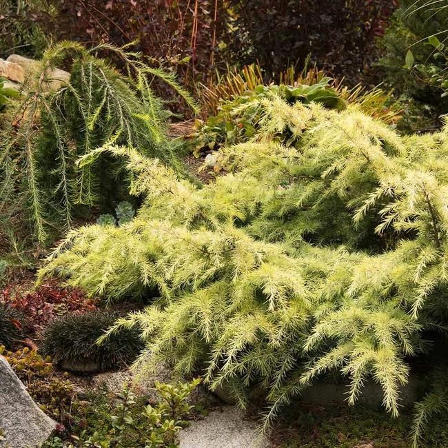 Feelin' Sunny® Deodar Cedar