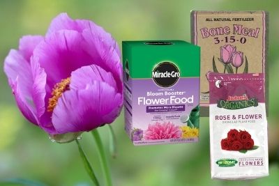 Fertilizer for peonies