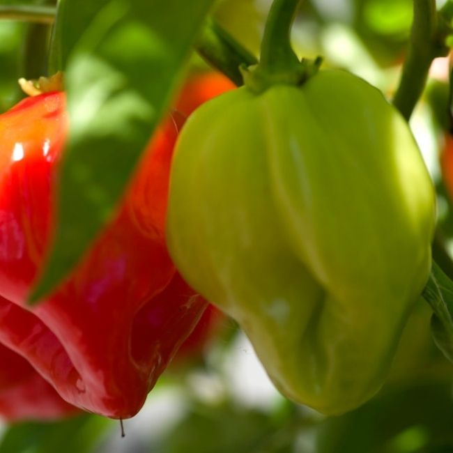 Green habanero