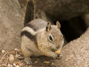 Ground Squirrel
