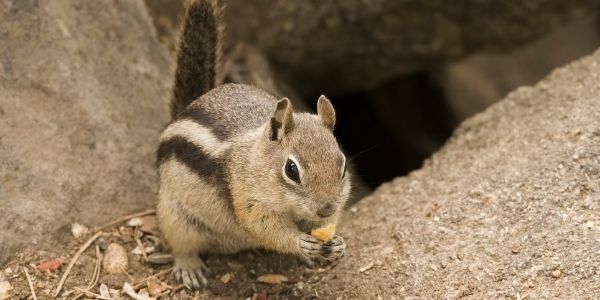 How to Get Rid of Ground Squirrels in Your Yard