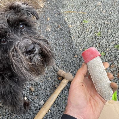 Jobes Tree and Shrub Spikes are Safe for Dogs