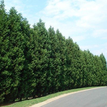 Leyland Cypress hedge