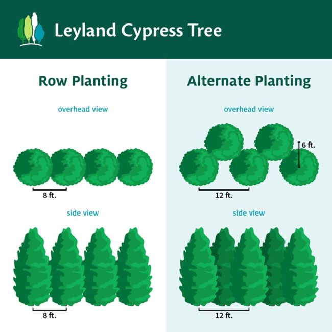 Leyland Cypress planting spacing.