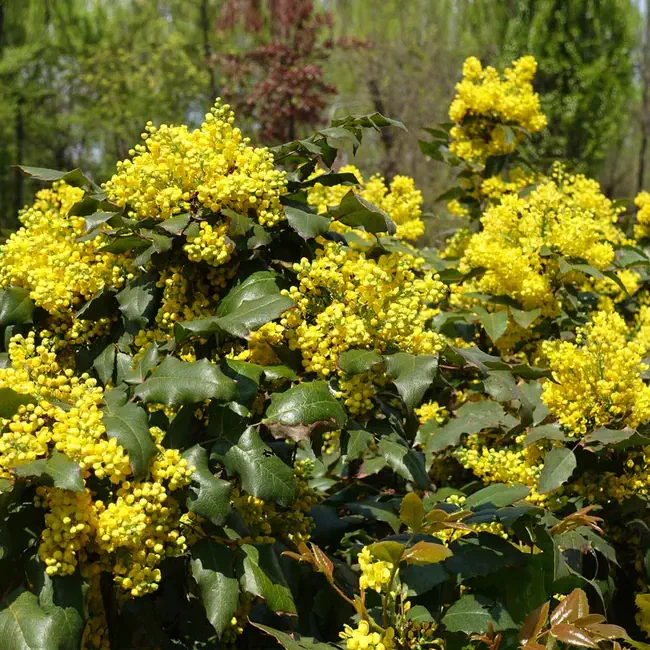 Oregon Grape Holly Shrub