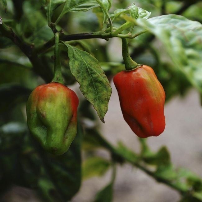 Ripening habaneros