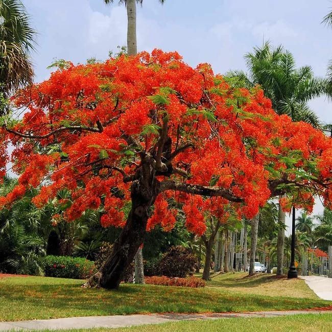 Royal Poinciana