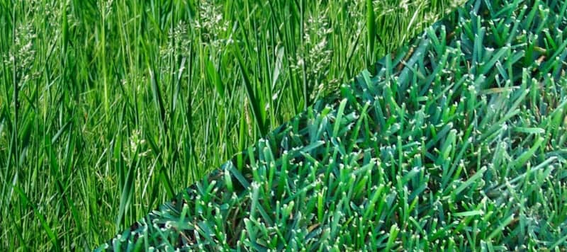 Tall Fescue Vs Kentucky Bluegrass_inset.