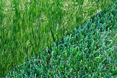 Tall Fescue Vs Kentucky Bluegrass_main