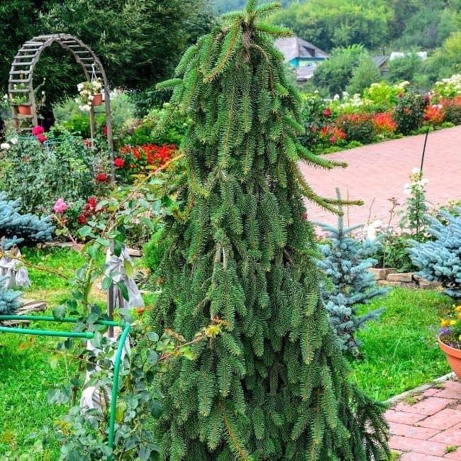 Ever_Red_Lorepetalum_5_FGT_650x