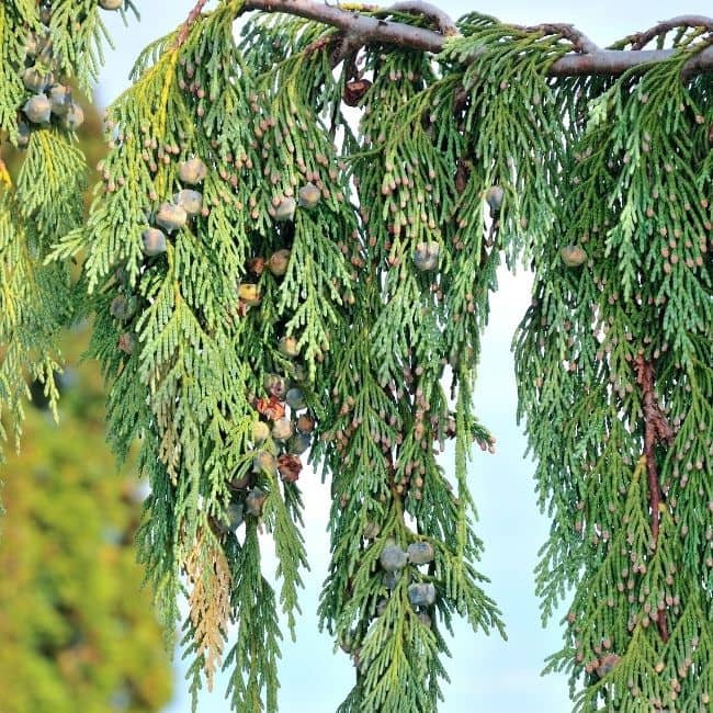 Ever_Red_Lorepetalum_5_FGT_650x